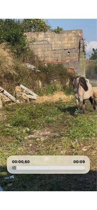 Poni para niños