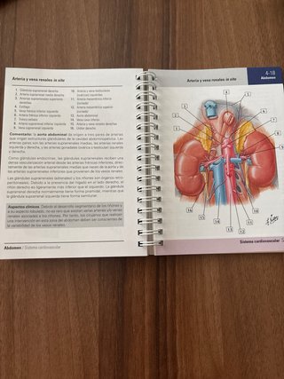 Netter. Flashcards de anatomía. Tronco y órgano...