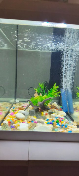 Acuario de 100 litros completo con accesorios