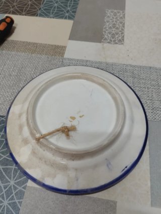 Plato decorativo pintado a mano