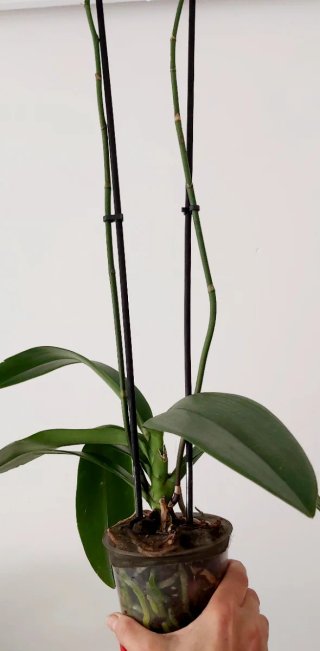 Orquídea planta natural sin flor