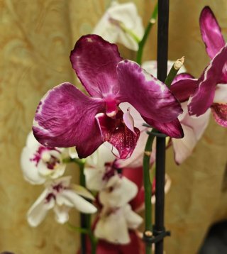 Orquídea planta natural.