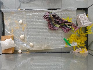 Acuario 54L