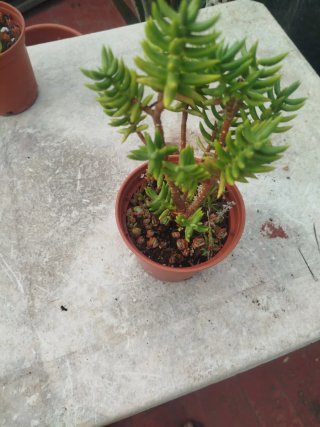 Crassula Tetragonal Planta Suculenta