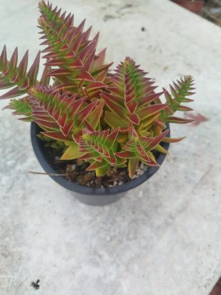 Crassula capitella híbrida