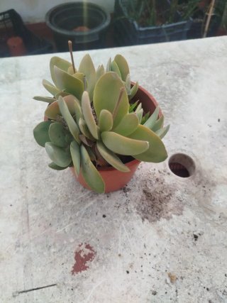 Kalanchoe thyrsiflora planta suculenta