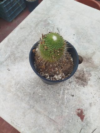 Mammillaria crinita cactus