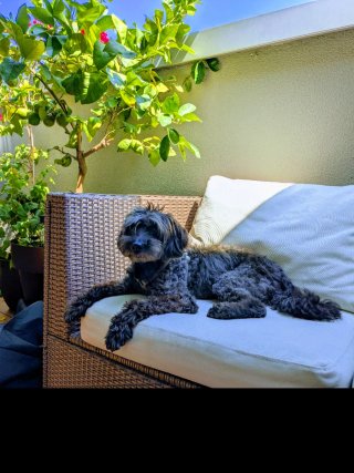 Cuidado y alojamiento de perros en casa