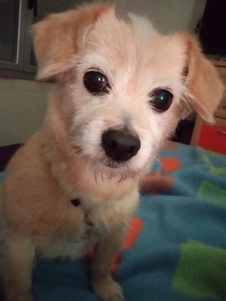 Cuidado y alojamiento de perros en casa