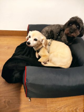 Cuidado y alojamiento de perros en casa