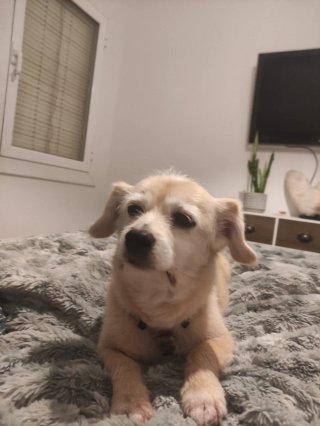 Cuidado y alojamiento de perros en casa