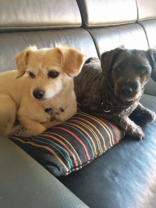 Cuidado y alojamiento de perros en casa