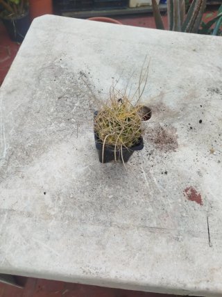 Cactus Barril Dorado
