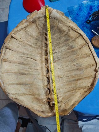 Guscio di tartaruga