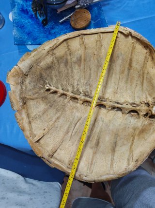 Guscio di tartaruga
