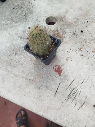 Echinocereus stloniferus cactus