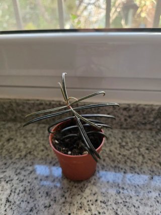 Kalanchoe beauverdii