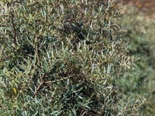 Terreno en venta en Jayena