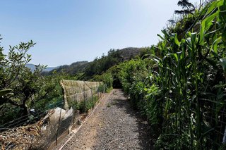 Terreno en venta en Tegueste