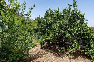 Terreno en venta en Tegueste