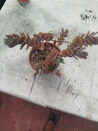 Kalanchoe uva de gato