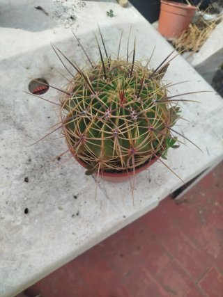 Ferrocactus Chrysacanthus XXL