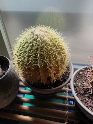 Cactus variados en macetas