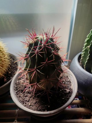 Cactus variados en macetas