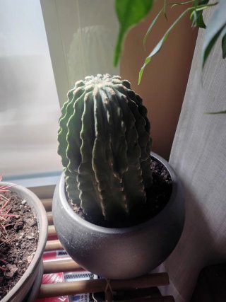 Cactus variados en macetas