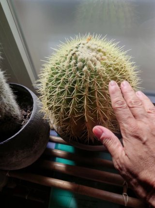Cactus variados en macetas