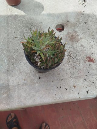 Planta Aloe sebrina