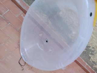 2 Bañeras plástico de pato bebé