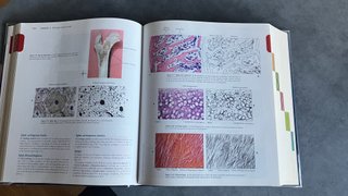 Anatomía y Fisiología – Thibodeau y Patton | 6.a e