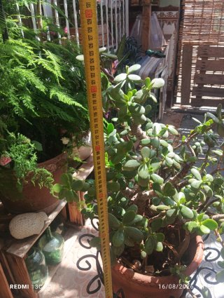 Planta Jade con macetero y pie de forja