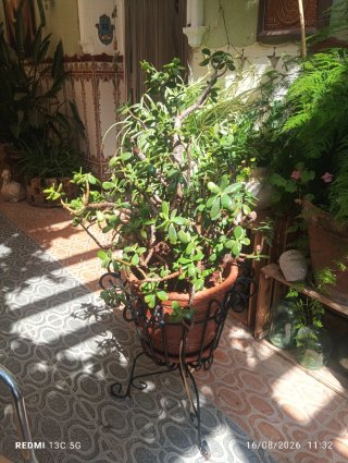 Planta Jade con macetero y pie de forja
