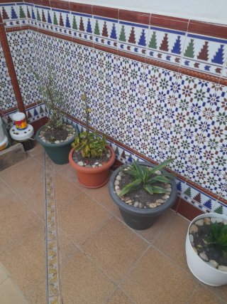 Lote de 6 macetas
