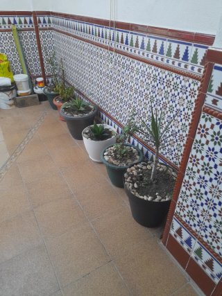 Lote de 6 macetas
