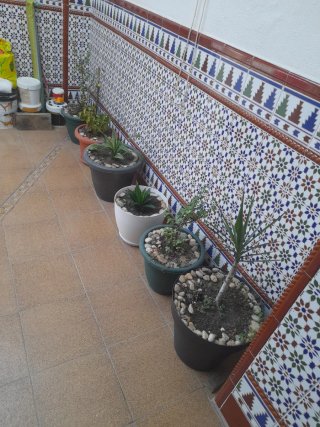 Lote de 6 macetas