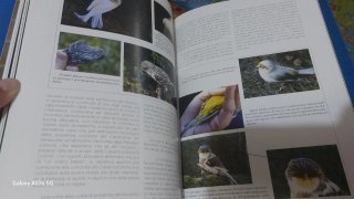 Libro La Magia del Colore