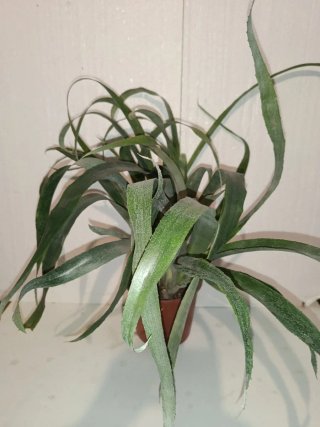 Lágrimas de Reina (Billbergia nutans)