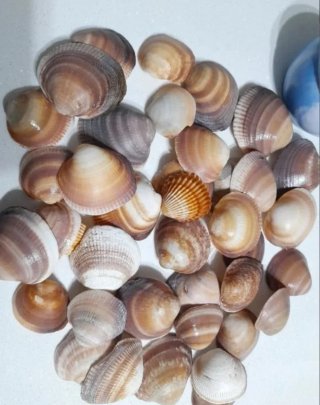 Conchas de playa naturales