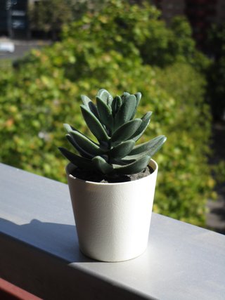 Canon IXUS 155
