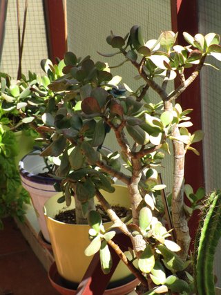 Canon IXUS 155
