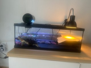 Acuario para tortugas