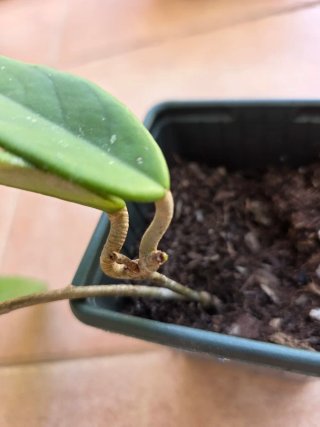 Hoya Carnosa