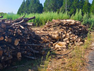 Leña para chimenea o barbacoa