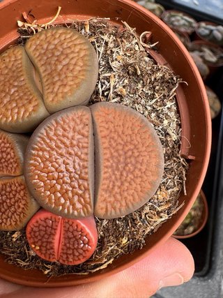 Cactus Lith