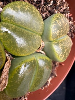 Cactus verde