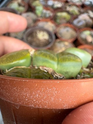Cactus verde