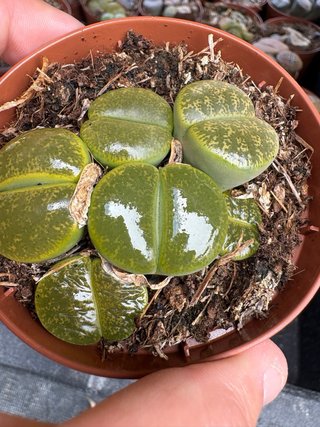 Cactus verde